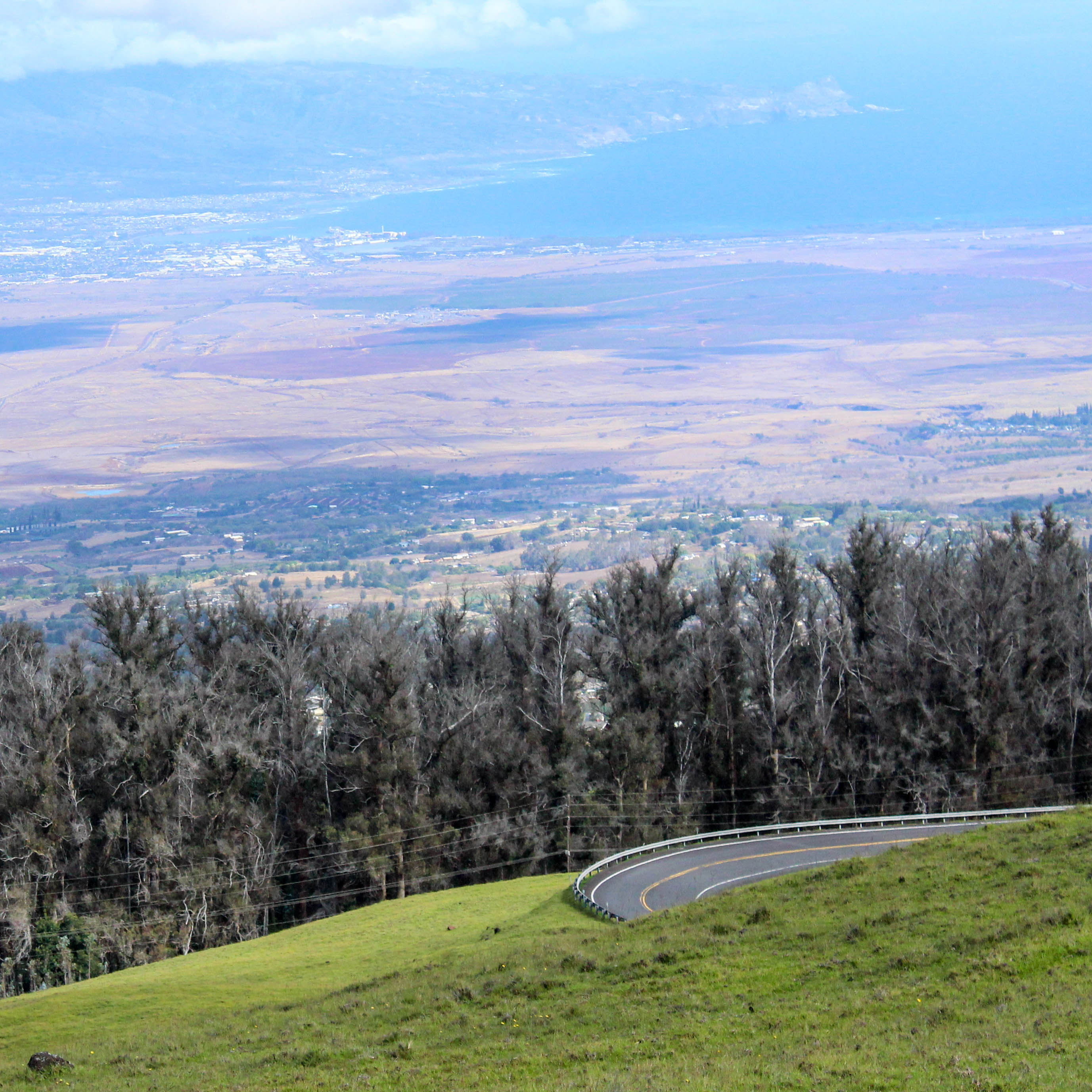 Image of trees in the distance.