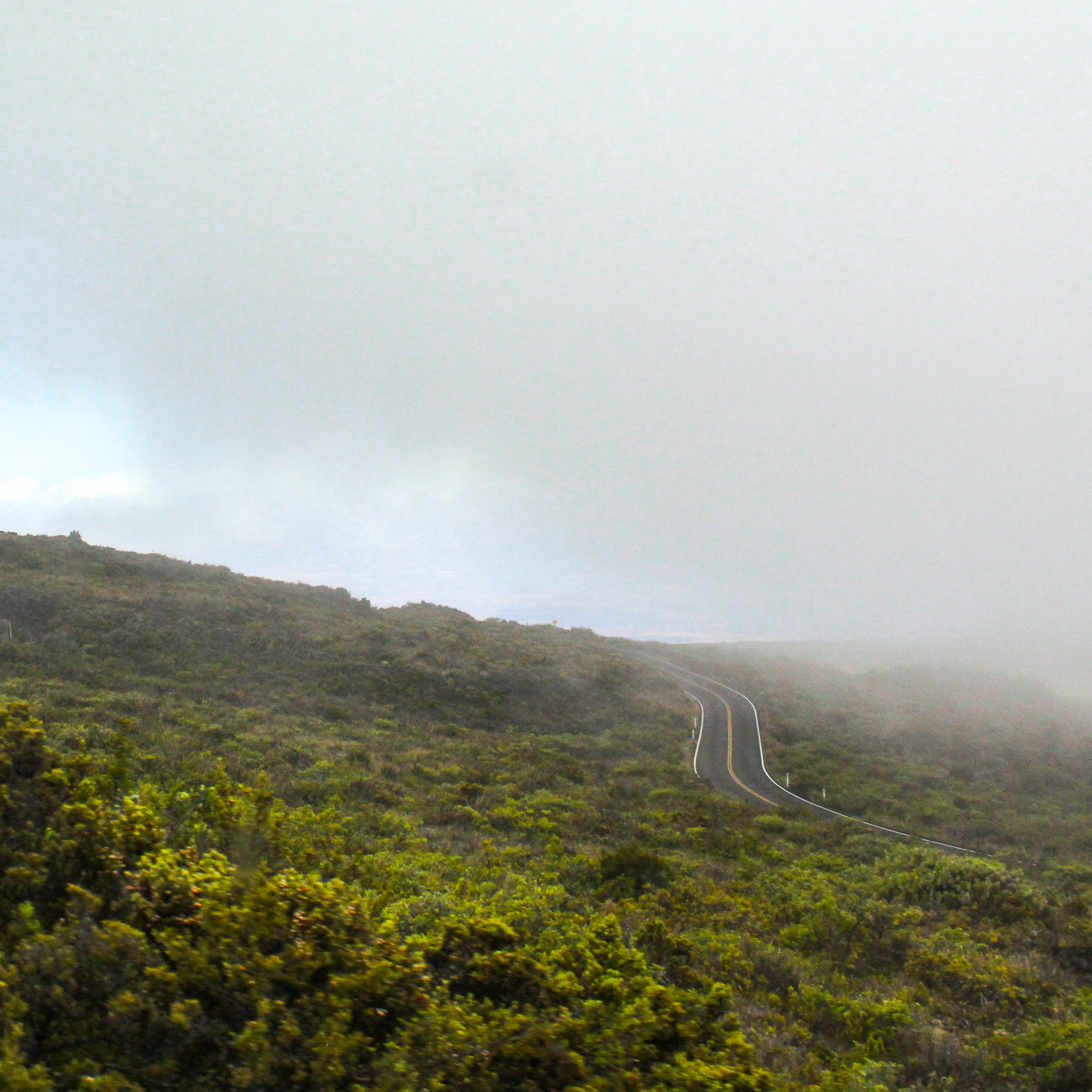 Image of forestry in fog.
