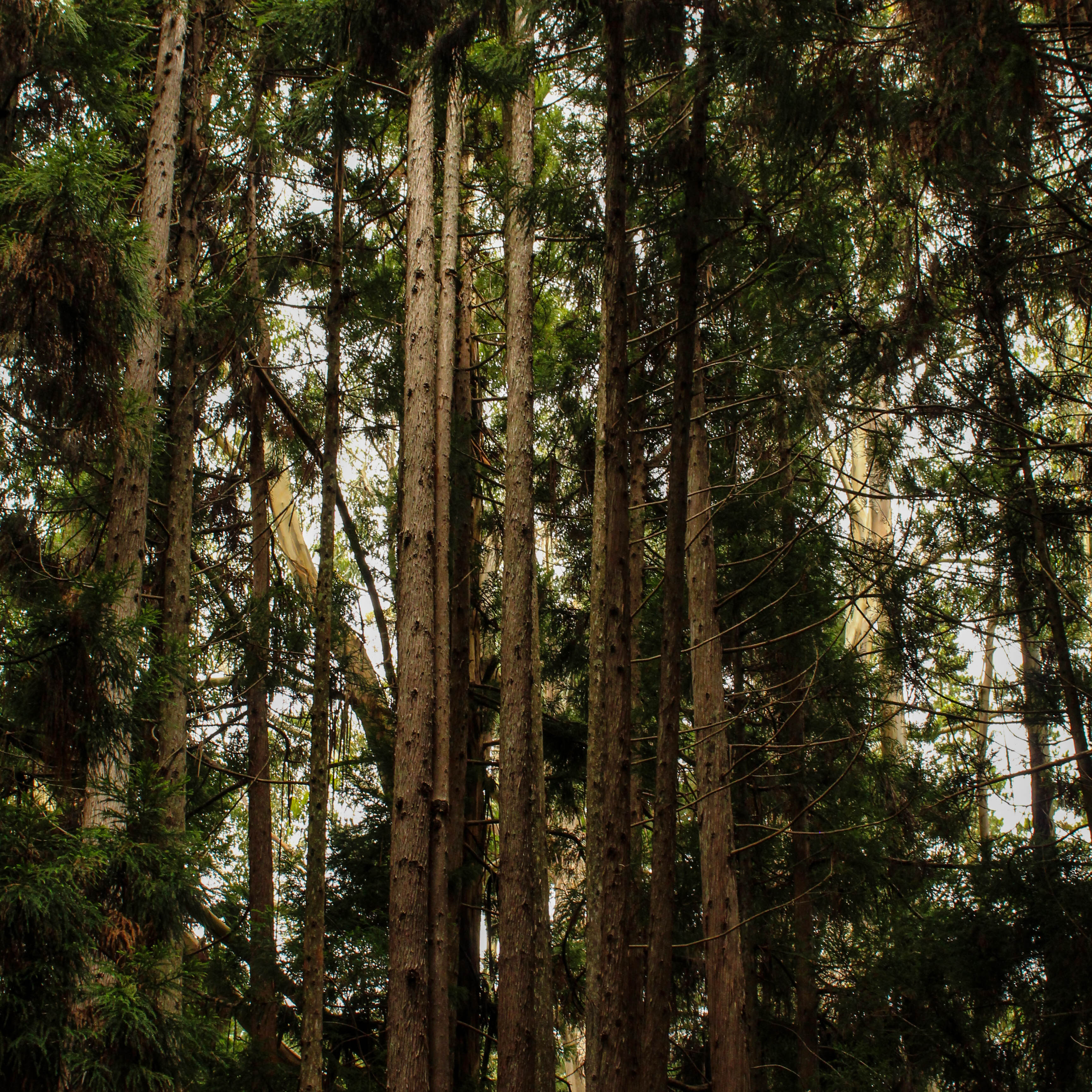 Image of trees in a forest.
