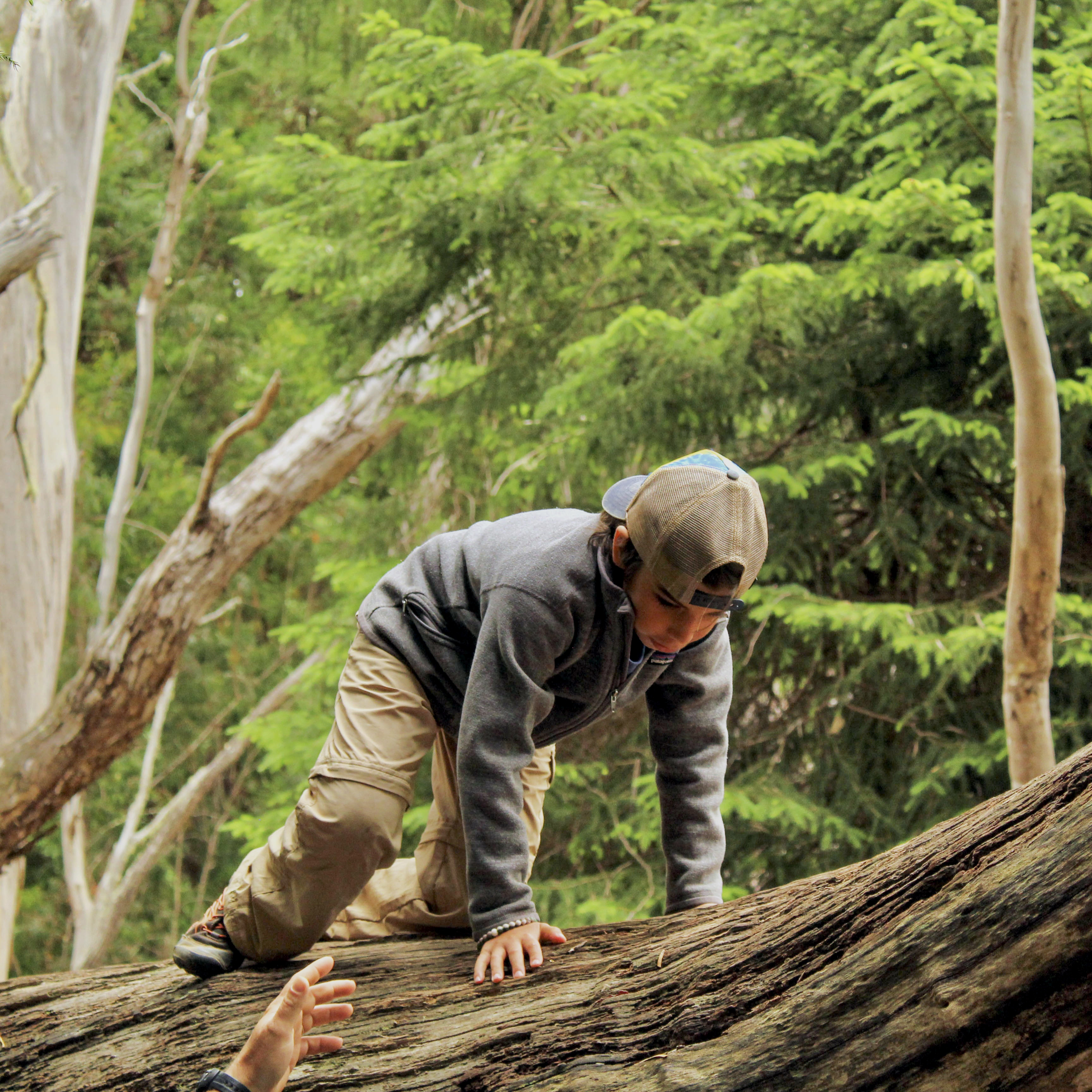 Image of a kid climbing a tree.
