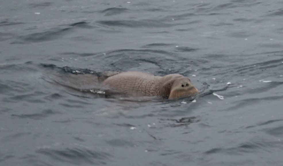 walrus observed in canape