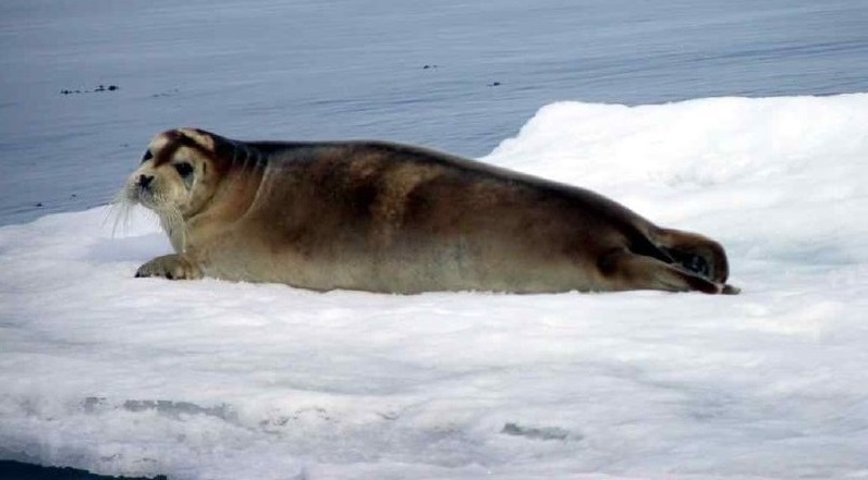 bearded seal