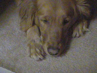Baby Jazz