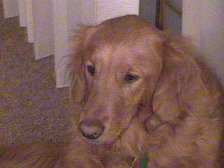 Baby Jazz
