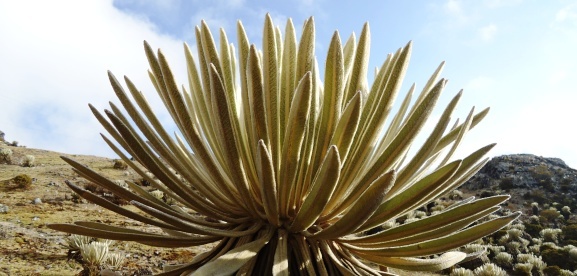 Frailejon