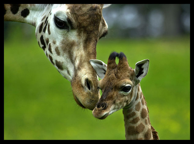 picture of a giraffe and her baby