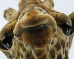 a pic of a giraffe